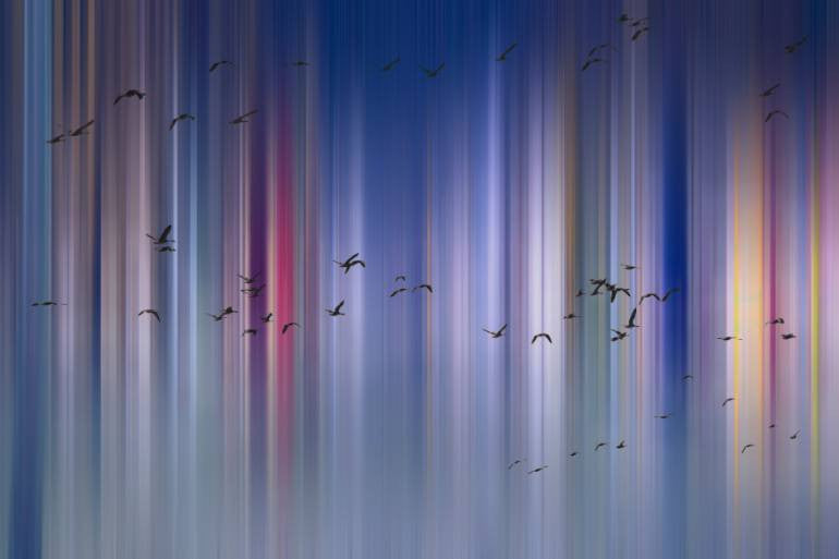 Birds, Fine Art, Igor Vitomirov, Art Urbane