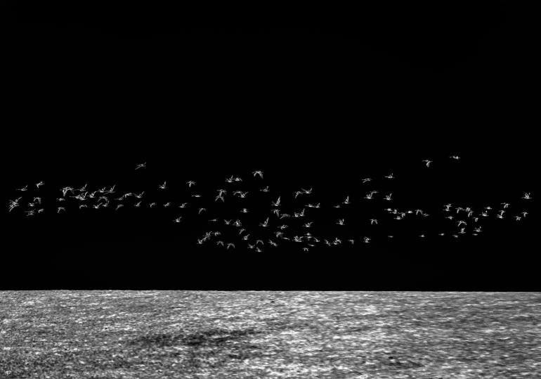 Night Birds, Fine Art, Igor Vitomirov, Art Urbane