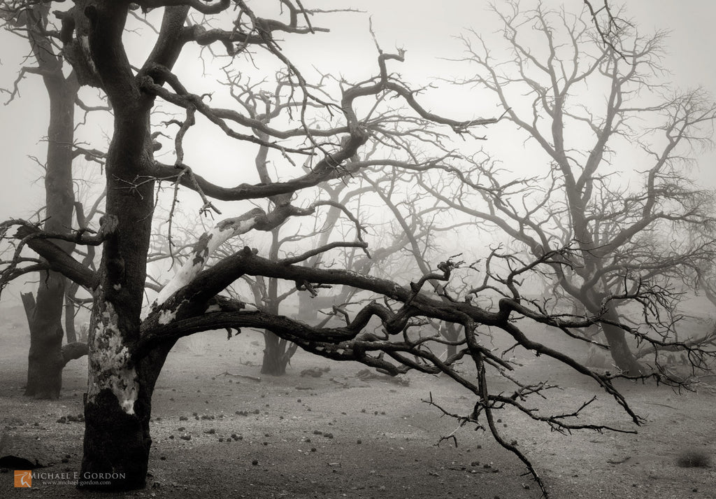 Burned Pinyon Pines in Fog, Fine Art, Michael E. Gordon, Art Urbane