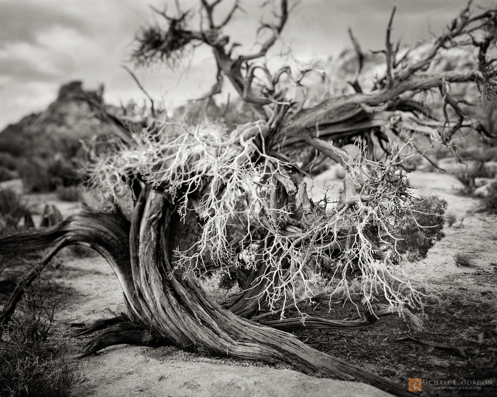 Juniper Study, Fine Art, Michael E. Gordon, Art Urbane