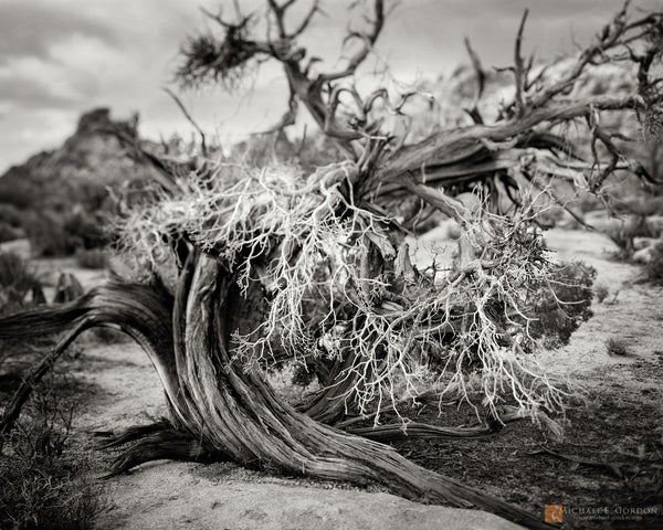 Juniper Study, Fine Art, Michael E. Gordon, Art Urbane