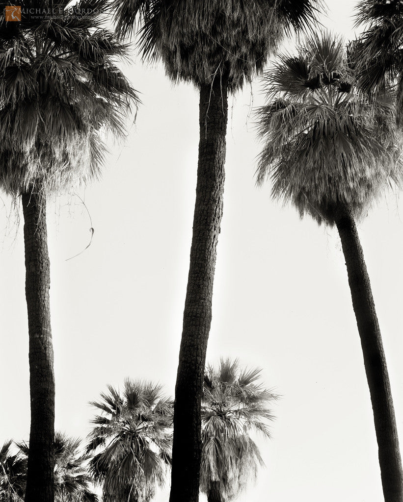 Desert Palms at Sunrise, Fine Art, Michael E. Gordon, Art Urbane