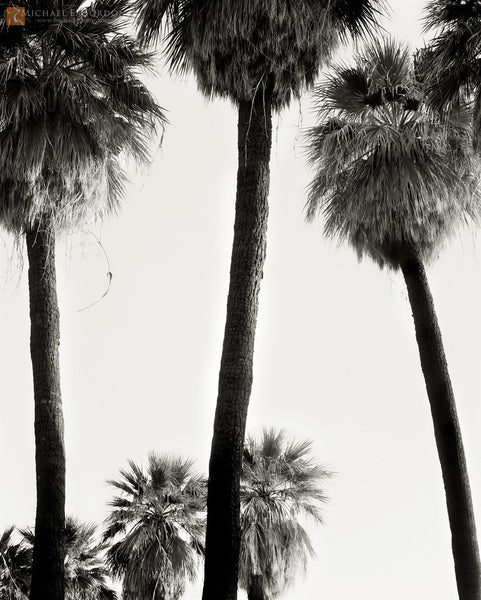 Desert Palms at Sunrise, Fine Art, Michael E. Gordon, Art Urbane