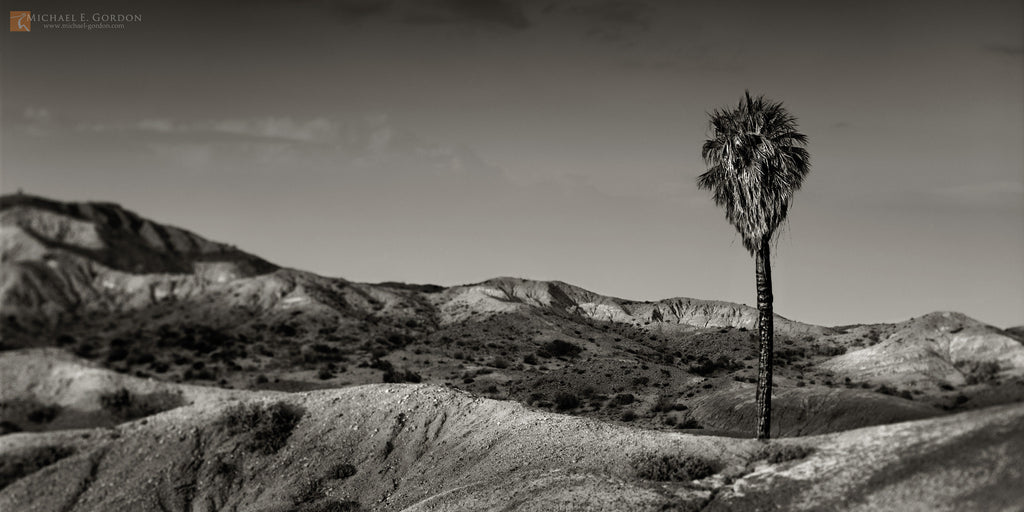 Una Palma Oasis, Fine Art, Michael E. Gordon, Art Urbane