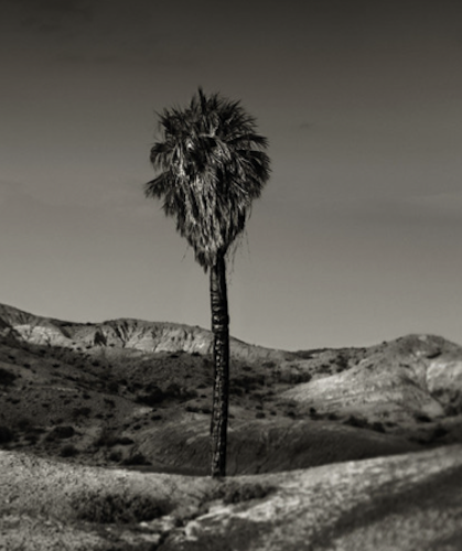 Una Palma Oasis, Fine Art, Michael E. Gordon, Art Urbane