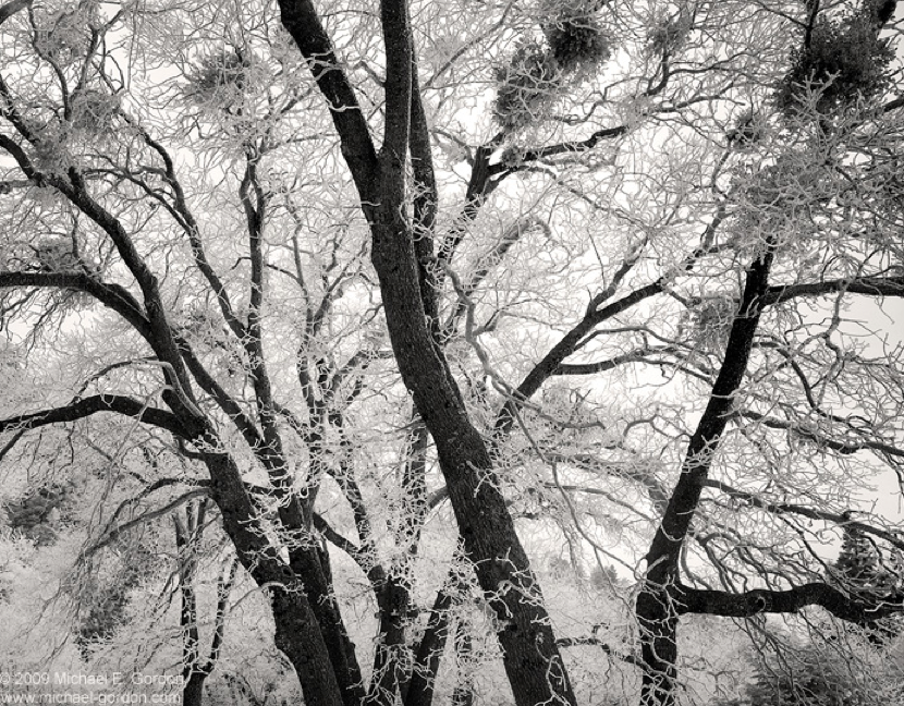 Rimed Oaks, Fine Art, Michael E. Gordon, Art Urbane