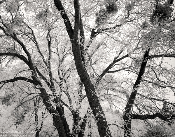 Rimed Oaks, Fine Art, Michael E. Gordon, Art Urbane
