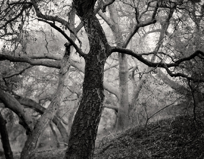 Dancing Oaks, Fine Art, Michael E. Gordon, Art Urbane