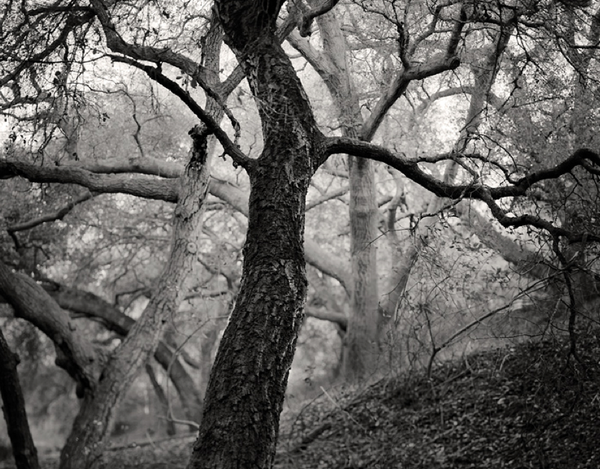 Dancing Oaks, Fine Art, Michael E. Gordon, Art Urbane