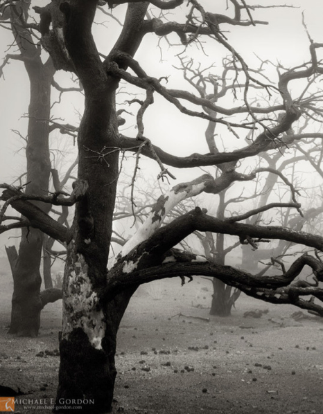 Burned Pinyon Pines in Fog, Fine Art, Michael E. Gordon, Art Urbane